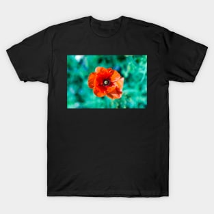 Scarlet red common poppy flower T-Shirt